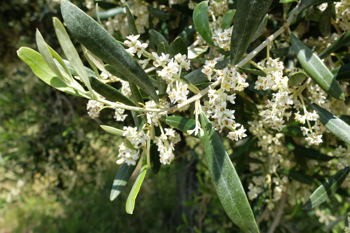 Yerel ve Mevsimsel Etkinlikler